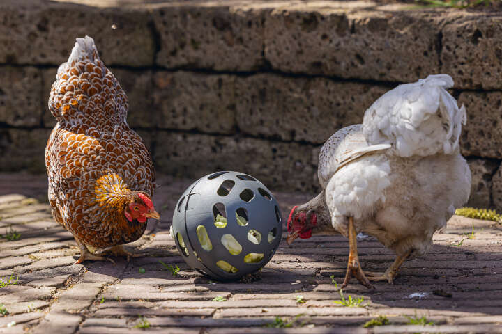 beeztees Hühner Snackball